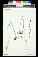 Eriogonum zionis var. coccineum image