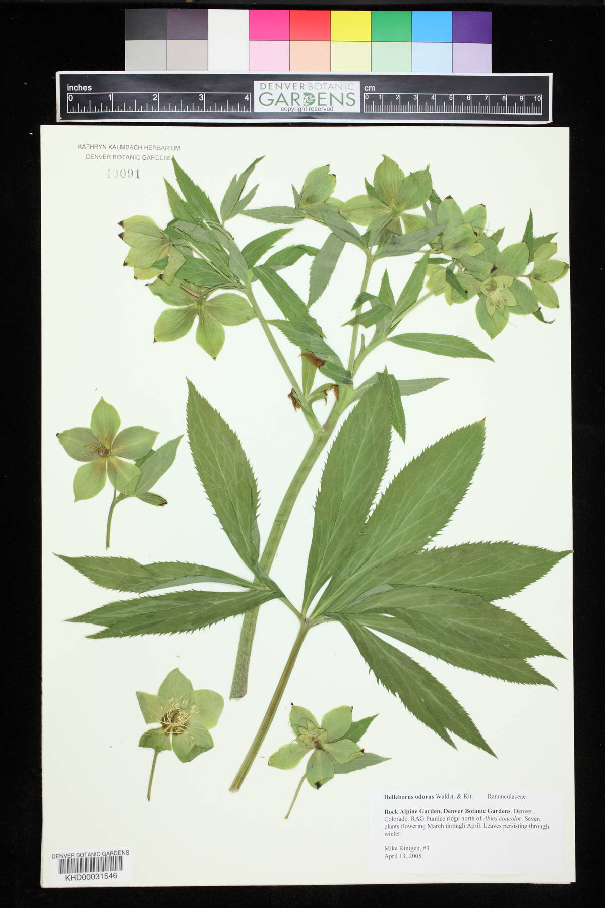 Helleborus odorus image