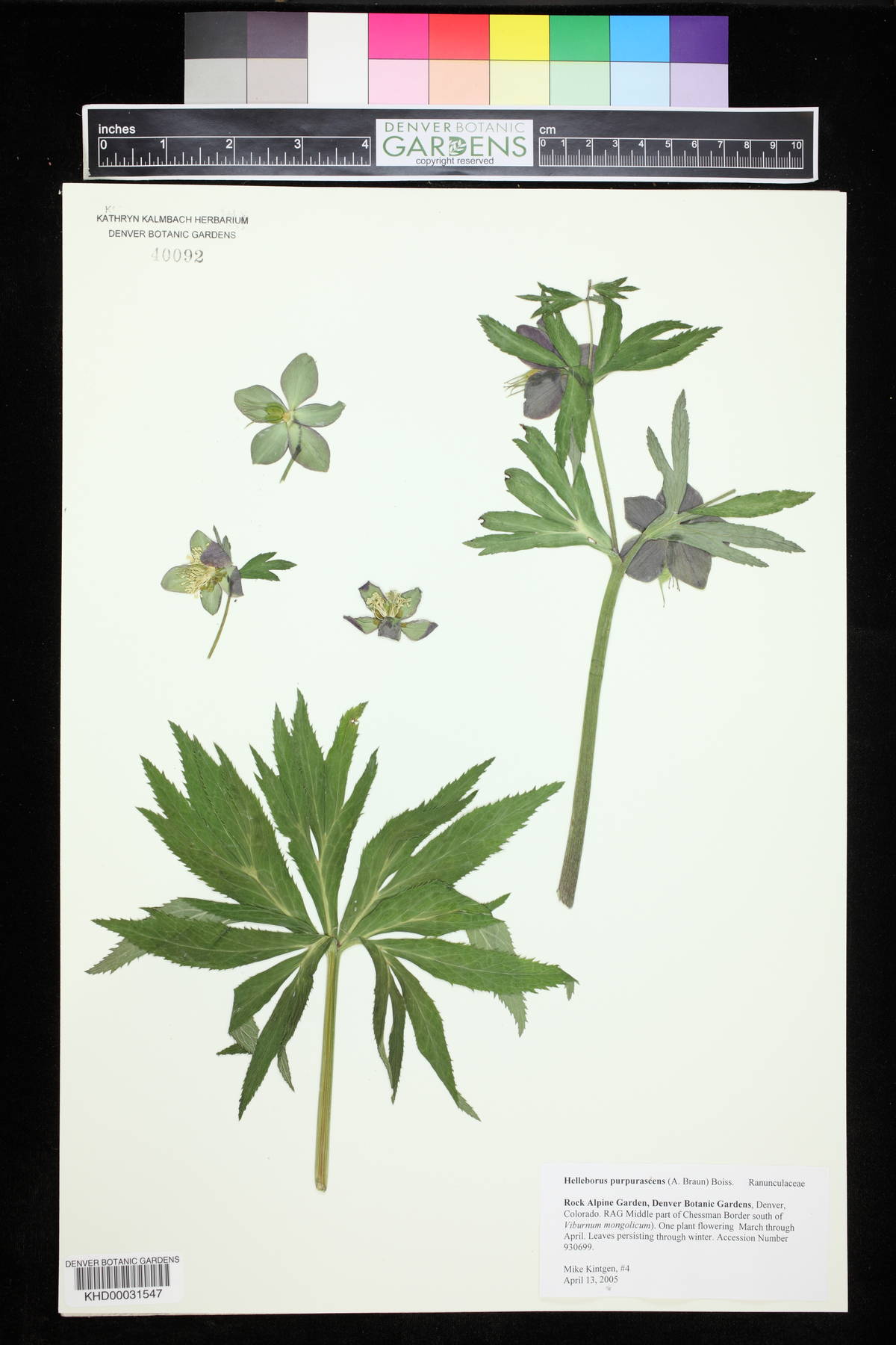 Helleborus purpurascens image