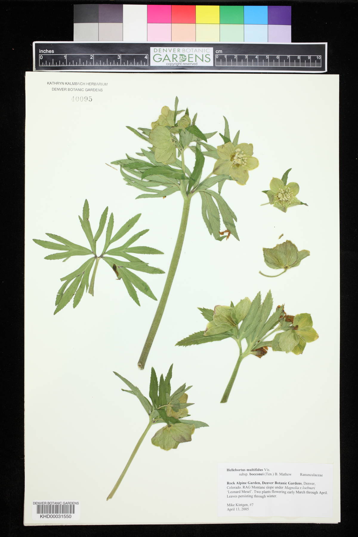 Helleborus multifidus image