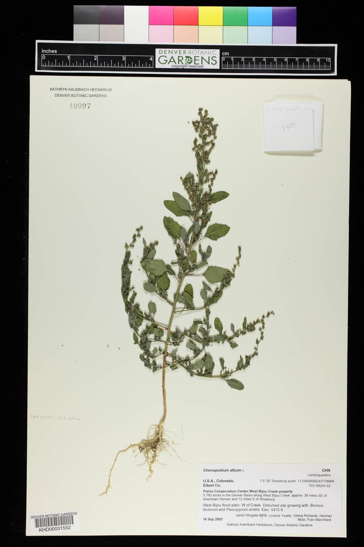 Chenopodium betaceum image