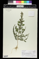 Chenopodium betaceum image