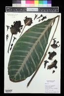 Calathea zebrina image