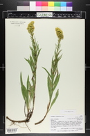 Solidago missouriensis image