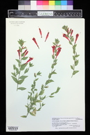 Epilobium canum subsp. garrettii image
