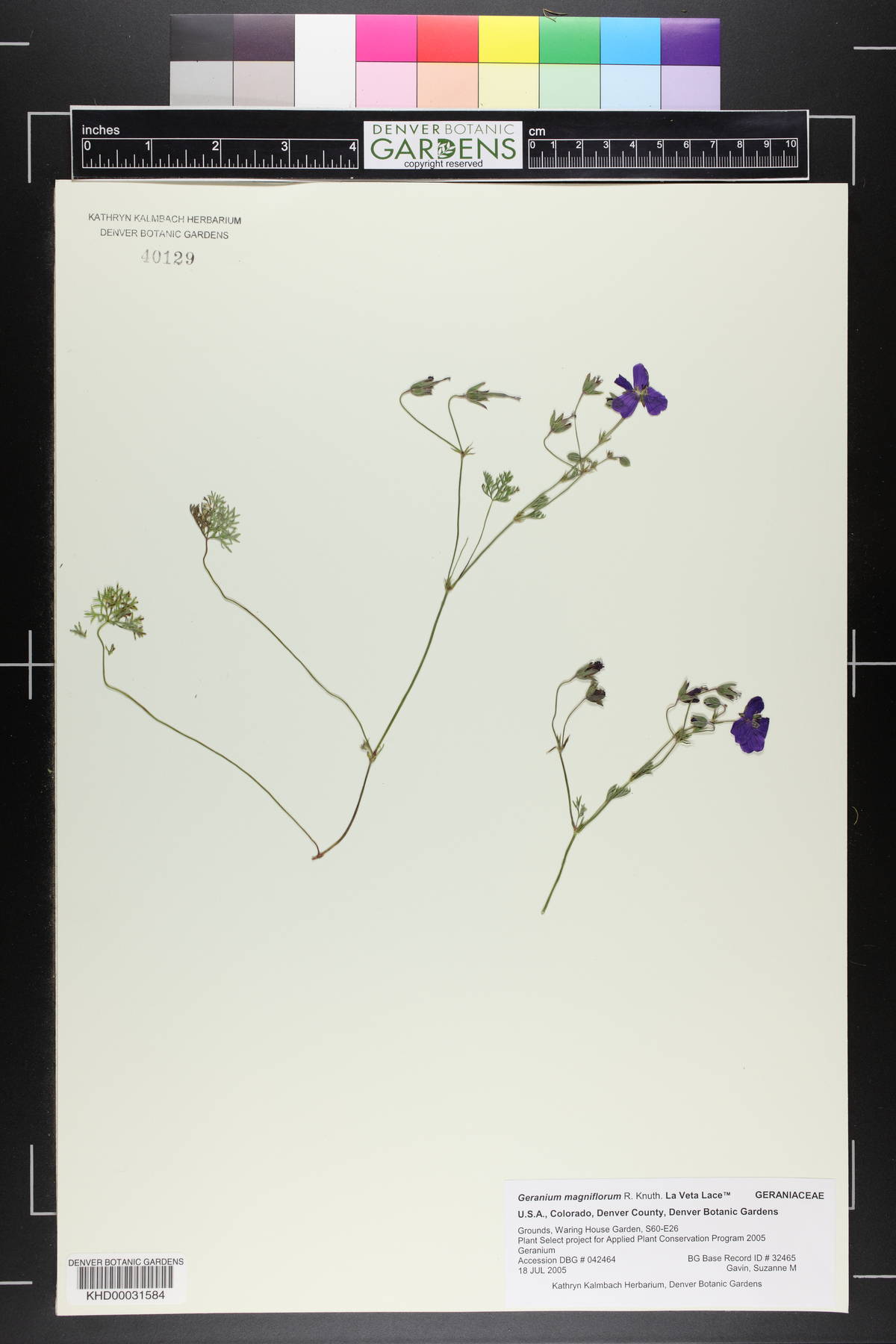 Geranium magniflorum image