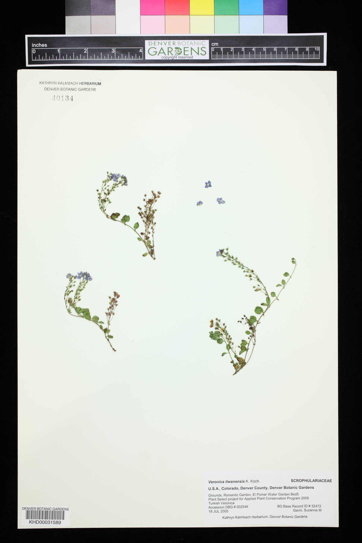 Veronica liwanensis image