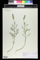 Dalea cylindriceps image