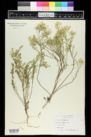 Lepidium montanum image