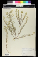 Lepidium montanum image