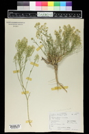 Lepidium montanum image