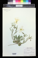 Oenothera albicaulis image