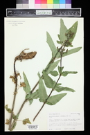 Scrophularia lanceolata image