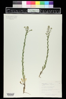 Lepidium campestre image