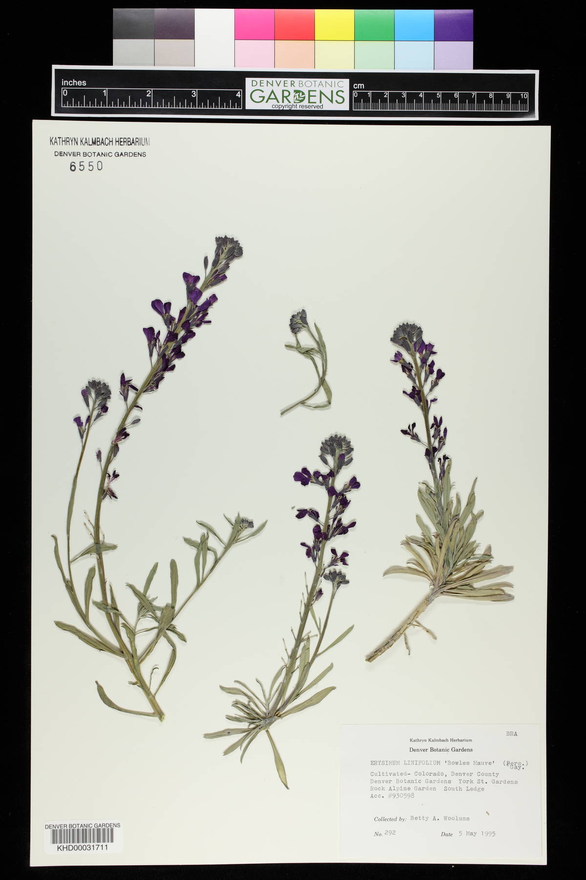 Erysimum linifolium image