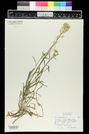 Erysimum odoratum image