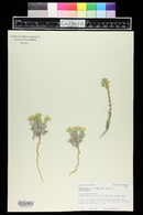 Physaria fendleri image