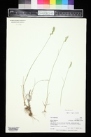 Poa compressa image