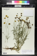 Thelesperma filifolium image