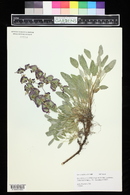 Salvia multicaulis image
