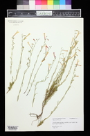 Penstemon pinifolius image