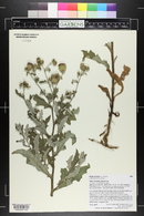 Cirsium arvense image