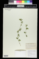 Medicago lupulina image