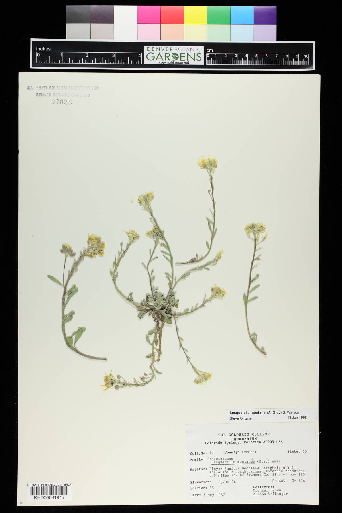 Physaria montana image