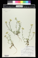 Physaria montana image