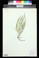 Galium coloradoense image