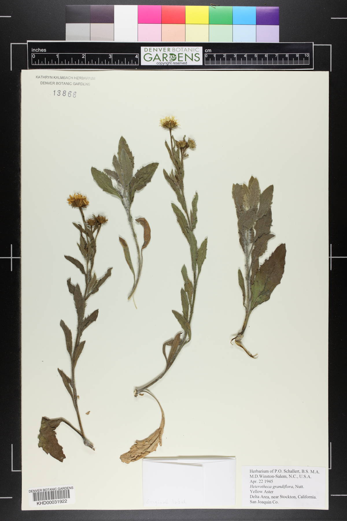 Heterotheca grandiflora image