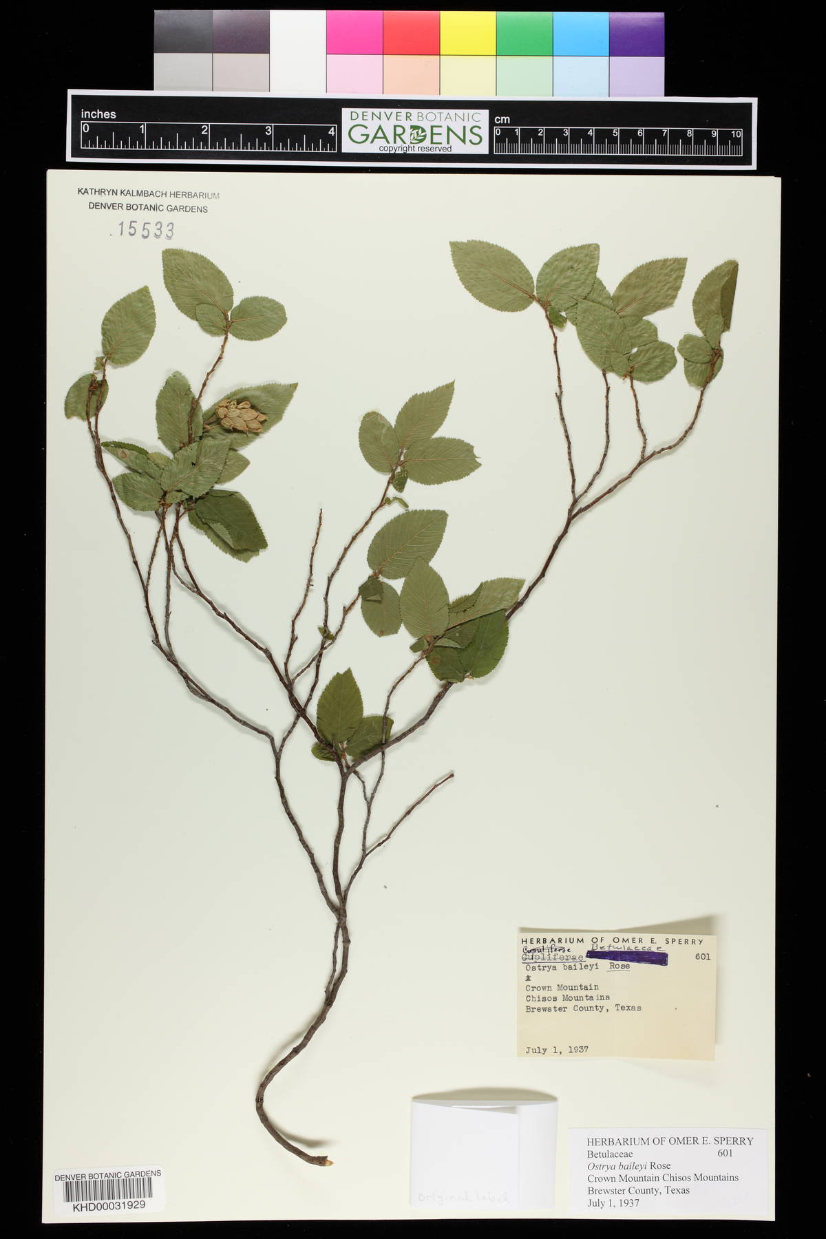 Ostrya virginiana subsp. virginiana image