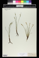 Sisyrinchium mucronatum image