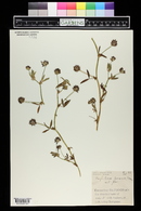 Trifolium mucronatum subsp. lacerum image