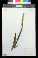 Platanthera stricta image