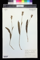 Platanthera clavellata image