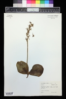 Platanthera hookeri image