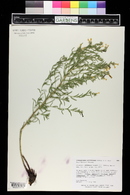 Lithospermum multiflorum image