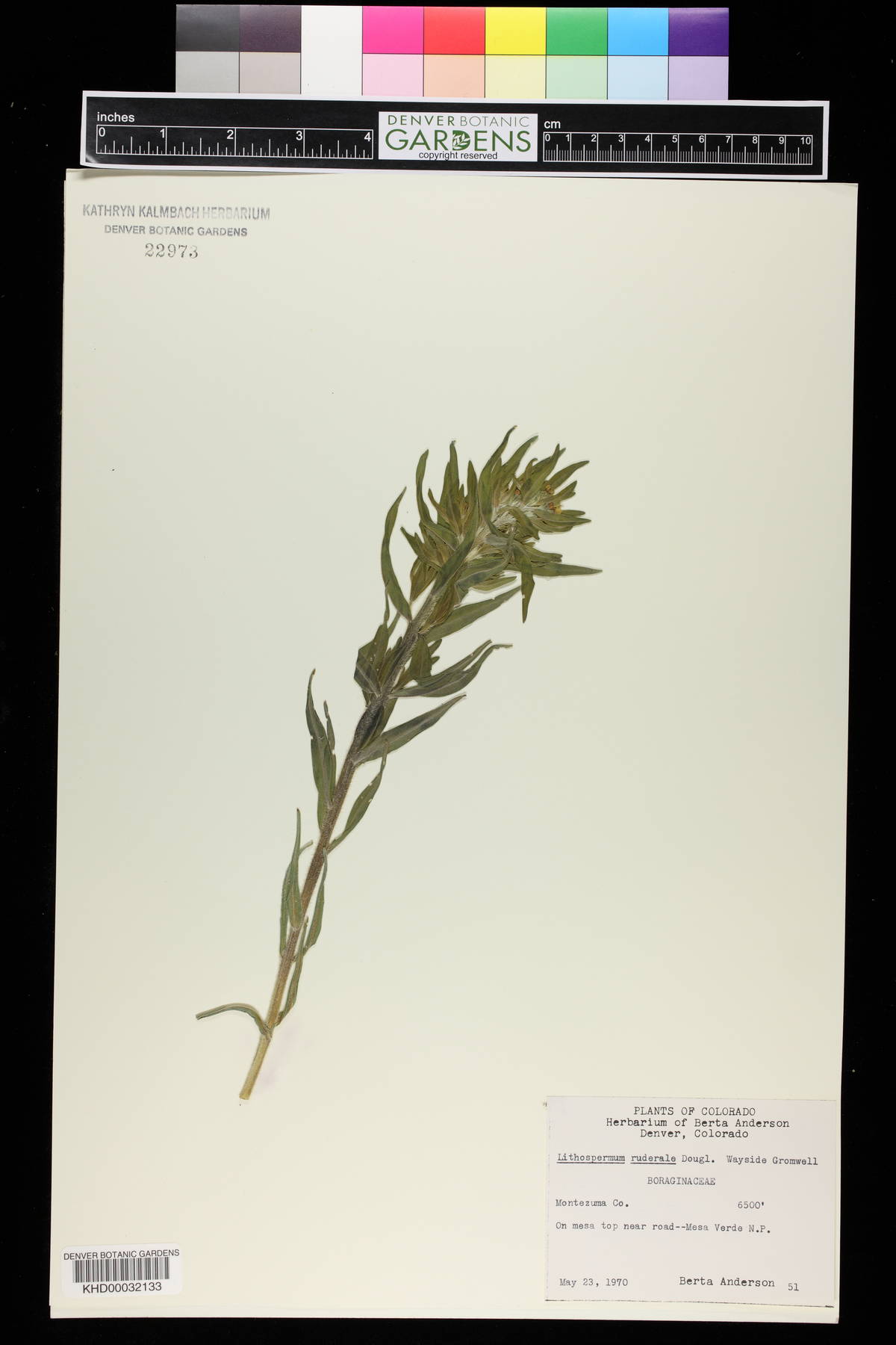 Lithospermum ruderale image