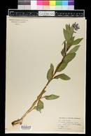 Mertensia ciliata image