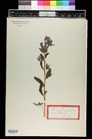 Mertensia ciliata image