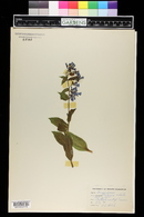 Mertensia ciliata image