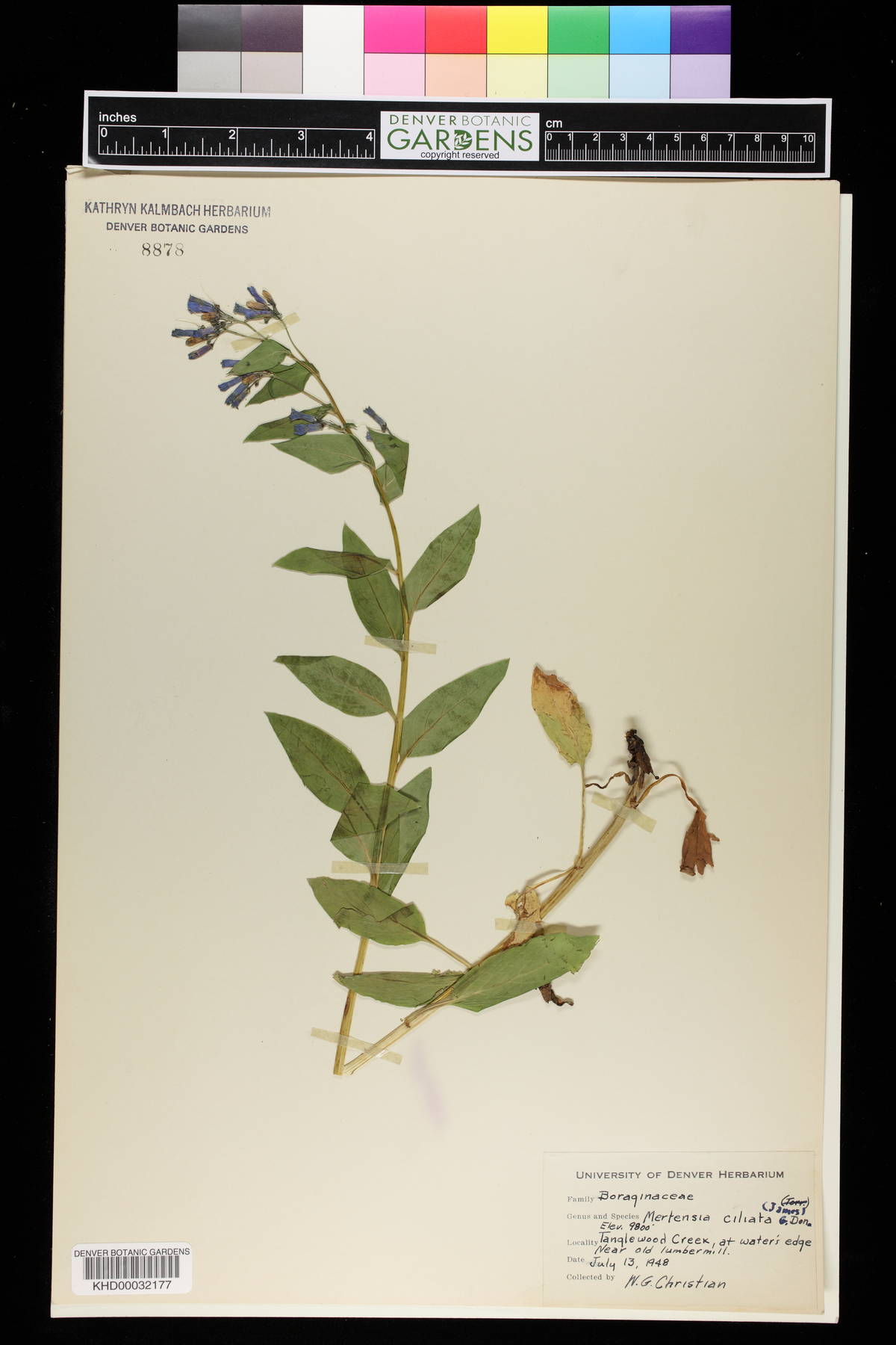 Melica ciliata image