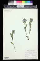 Mertensia oblongifolia image