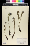 Mertensia brevistyla image