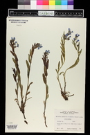 Mertensia lanceolata image