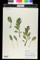 Mertensia lanceolata image