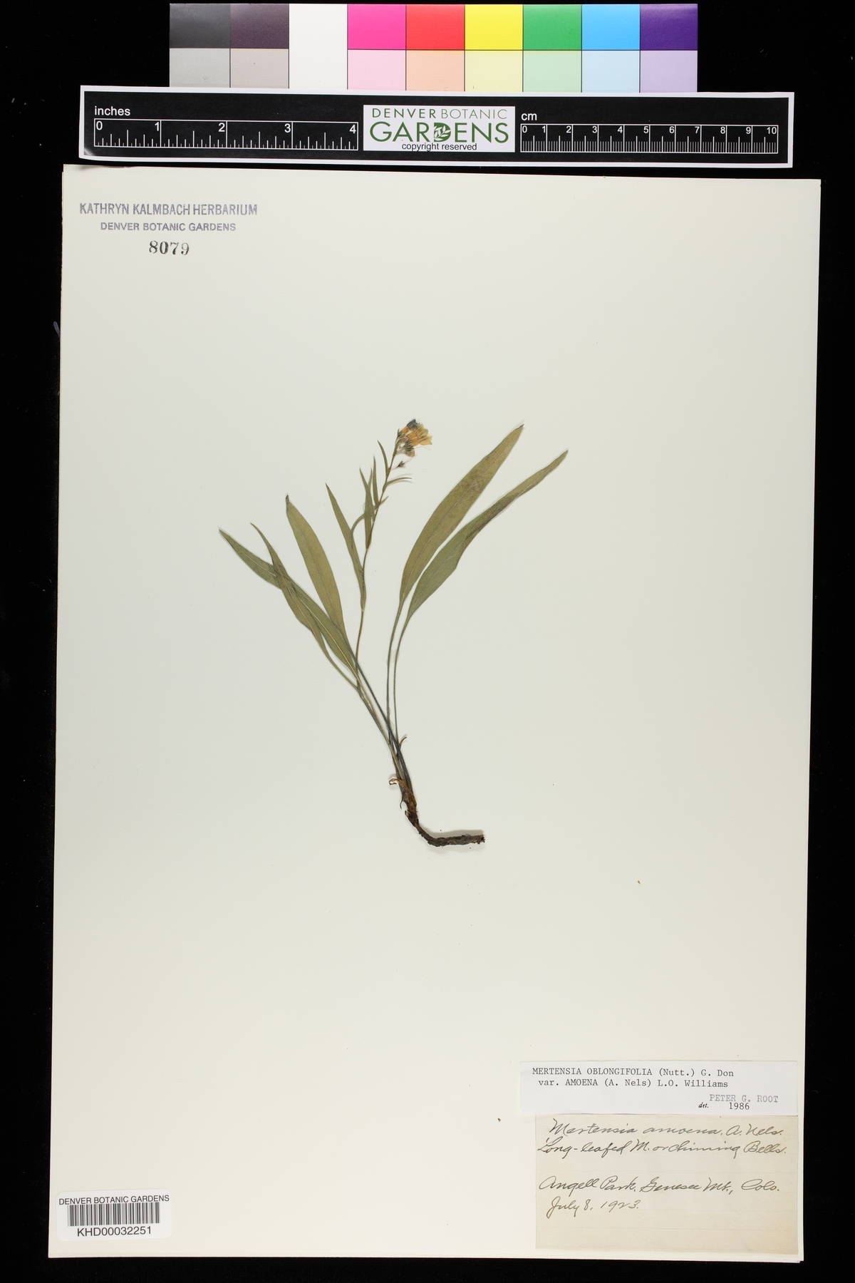 Mertensia oblongifolia image