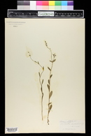 Myosotis arvensis image
