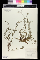 Myosotis scorpioides image